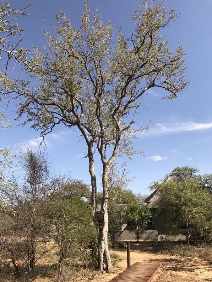 Leadwood Lodge Hoedspruit Eksteriør bilde