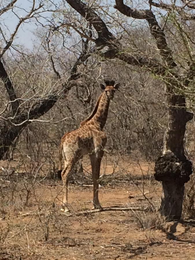 Leadwood Lodge Hoedspruit Eksteriør bilde